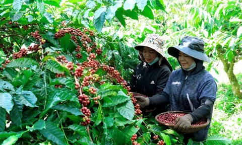 Doanh nghiệp cà phê nếm đủ vị đắng - ngọt trong năm 2023